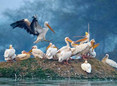 Bharatpur Packages